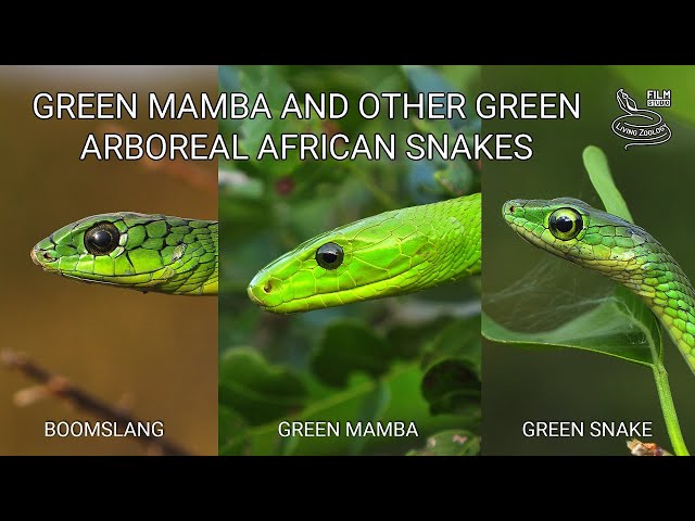 Deadly venomous Eastern green mamba, green arboreal snakes