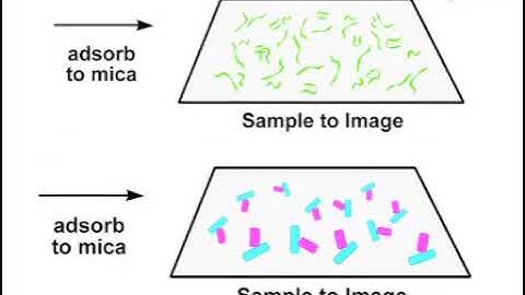 Atomic force microscopy for the visualization of recombinant DNA and protein complexes