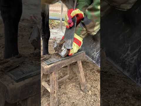 Caring for animals: A rural craftsman trims a donkey's hooves; watching the process is stress-