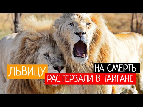 Львицу разодрали насмерть львы в Крымском сафари парке "Тайган"