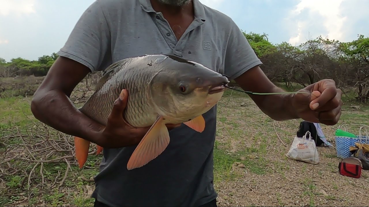 🎣big Rohu fishinghow to catch fish in riverby signal hook YouTube