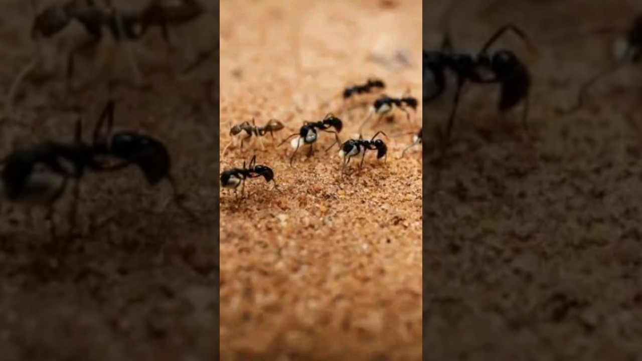 FORMIGA INVADINDO SUA CASA, SIGNIFICADO