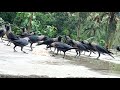 Crows fight for food | Crow Sound part 5 | কাকের ডাক | Bird and animal Sound