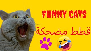 Funny cats videos  تجميعات قطط مضحكة