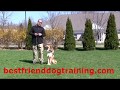 shadow, collie trained and sold to Miami Florida shadow, collie trained and sold to Miami Florida