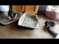 子猫が可愛くてたまらない先輩猫達