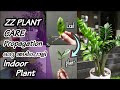 ZZ Plant Care, Propagation || Indoor plant ആയാൽ ഇങ്ങനെ വേണം | low maintenance and easy care