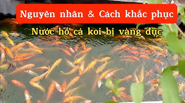 8 Nguyên Nhân & Cách Khắc Phục Làm Nước Hồ Cá Koi Bị Vàng Đục Thường Hay Mắc Phải #hocakoi