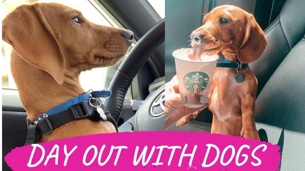 Funny Day out With Dachshund Dogs Funny Videos | Try Not To Laugh Funny