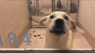 Gwinnett County animal shelter at capacity