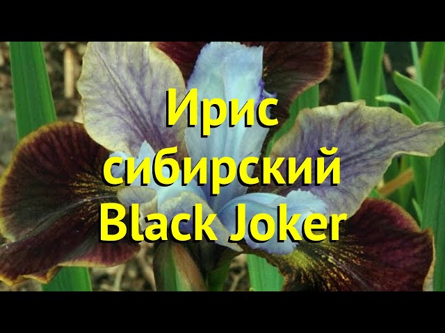 Ирисы Блэк Джокер: красота и элегантность