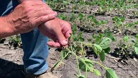 Early Flowering in Soybeans