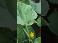 Long cucumber  plants orgenic homegardening cucumber shortsfeed