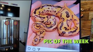 MC PIC OF THE WEEK! Amazing Ball Python Morphs !