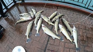 8 CAST 6 FISH LIMIT!!! DETROIT RIVER WALLEYE BEATDOWN - DETROIT RIVER FISHING