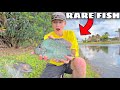 CATCHING COLORFUL AQUARIUM FISH For My POND!