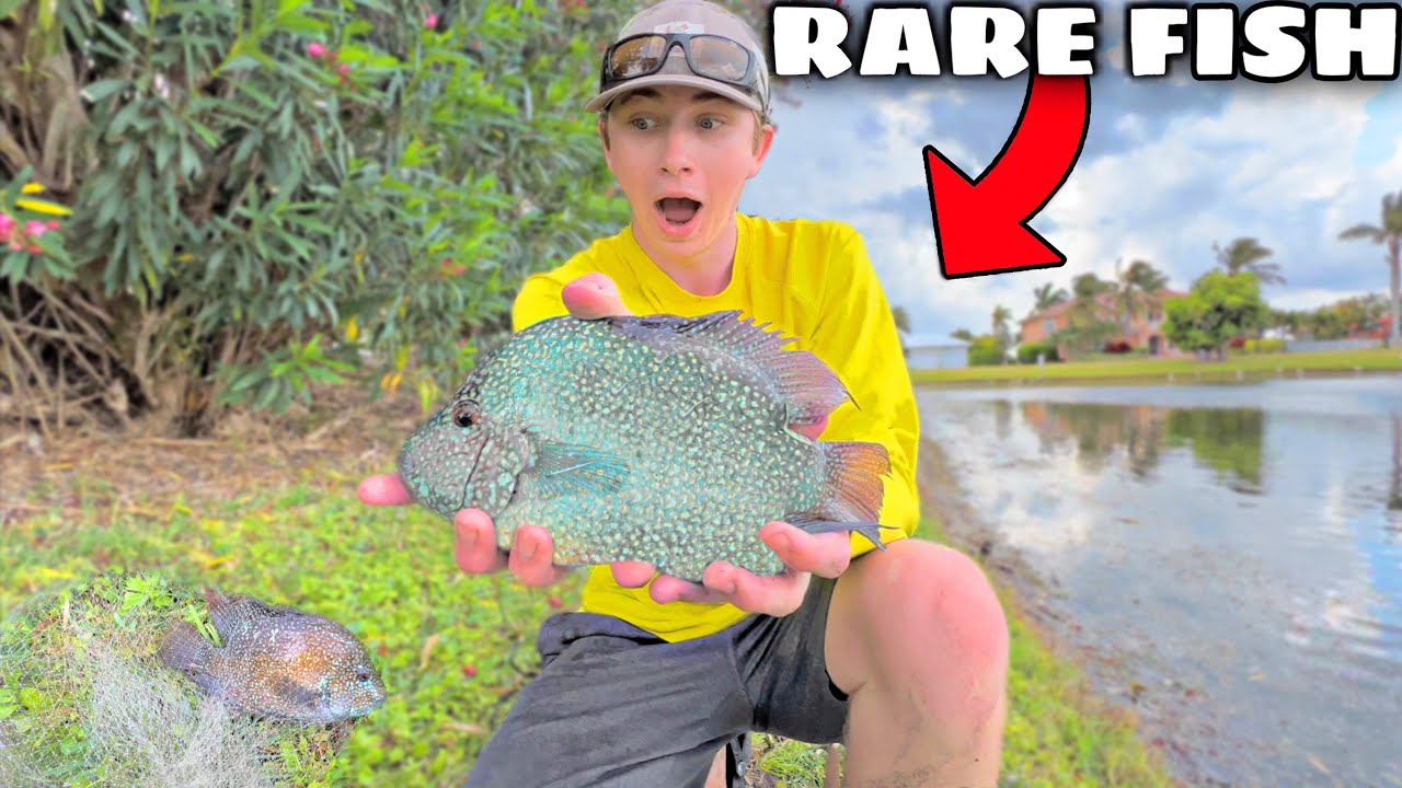 CATCHING COLORFUL AQUARIUM FISH For My POND! - YouTube