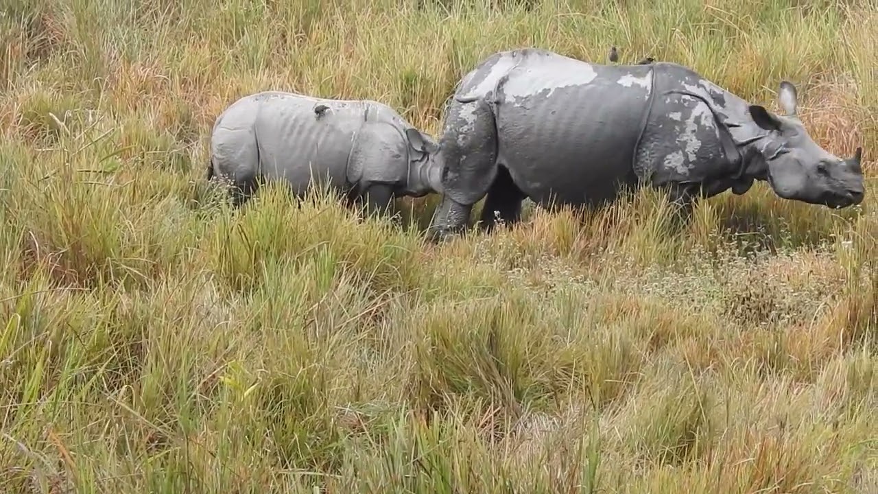 One-Horned Rhino Conservation Success | Kaziranga National Park, Assam | Think Wildlife Foundation