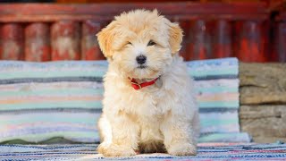 Havanese Socialization: Tips for Meeting New People and Pets