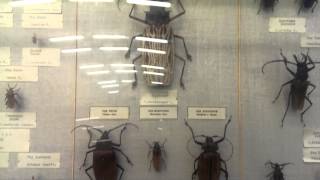 П453 - Жук Дерансист - День 15 - Видео 18 - Немец Опять Офигевает В России