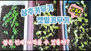 다이소 씨앗을 발아시켜 상추키우기, 깻잎키우기 2탄, 얼마나 자랐는지 궁금하시죠?