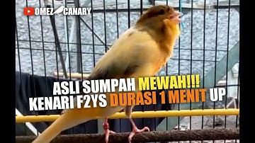ASLI MEWAH! Kenari durasi panjang 1 menit cengkok bagus F2ys