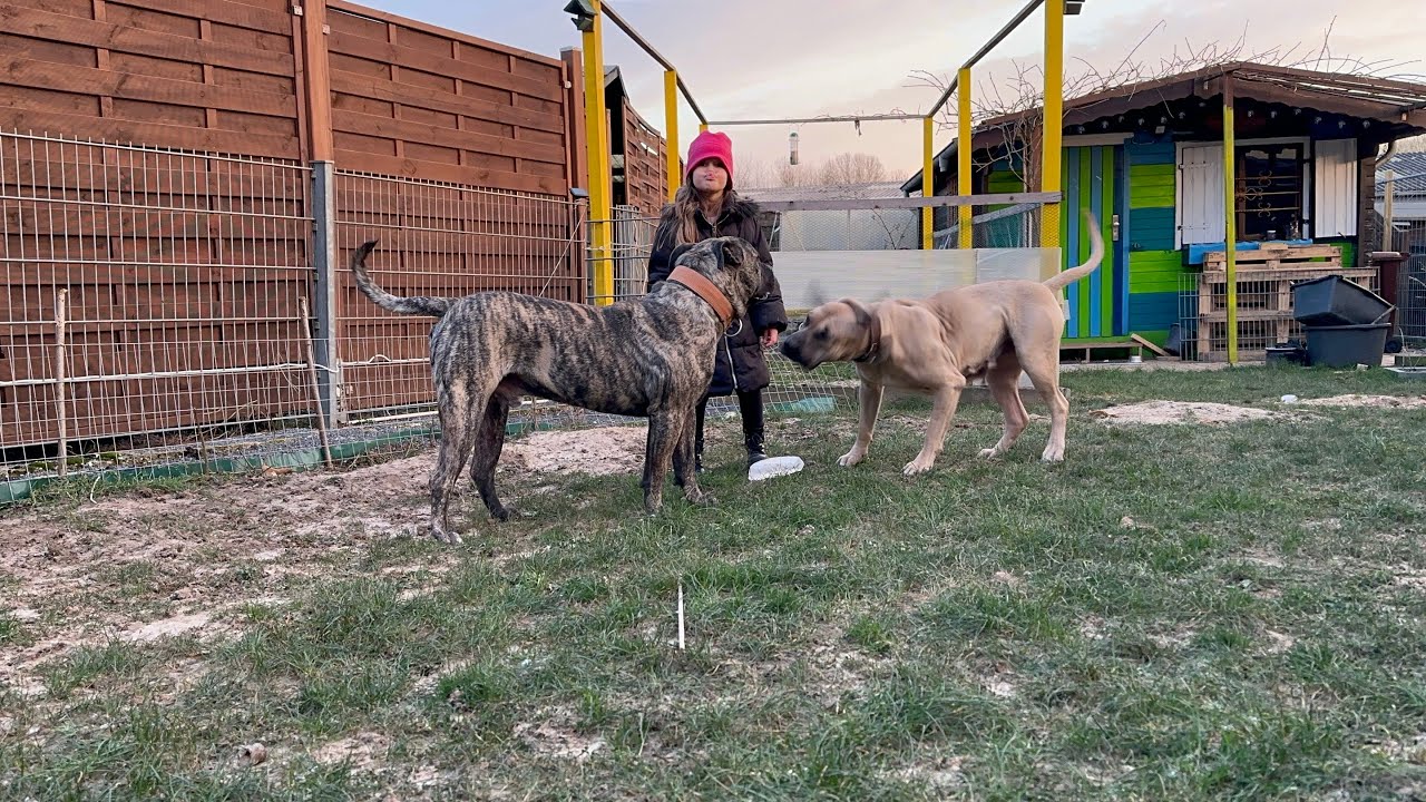 İlk köpek olarak Presa Canario alınır mı? / Yalanlar ve uydurmalar