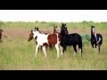 Wild Horses July 2011