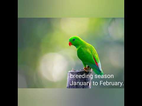 vernal hanging parrot breed by india 🇮🇳vary beautiful rare bird#short