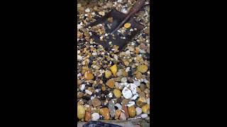 🐭Live Stream 🐭 2026-09-22 21:31:39