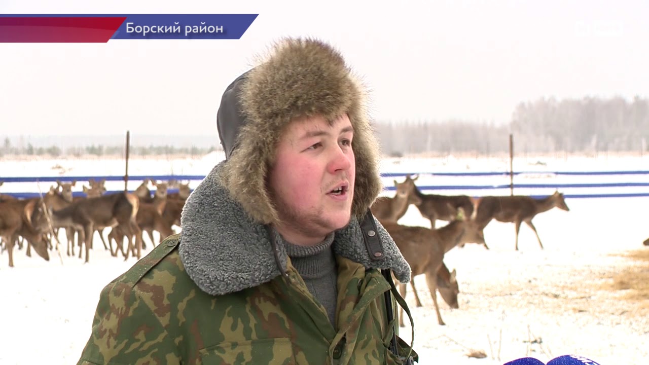 Оленья ферма в нижегородской