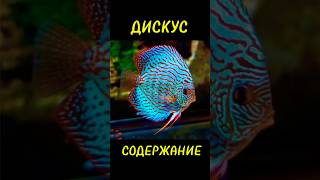 ДИСКУС-очень необычная рыба 🐠 #aquarium #fishtank #рыба #bettafishuae #aquascape #animals #fish