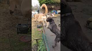 Deerhound Saluki Cross Jumping Over Fence #music #dancehall #bobmarley #song #dog #puppy #pointer