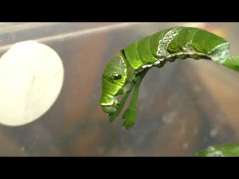 Видео: Что ест гусеница парусника?
