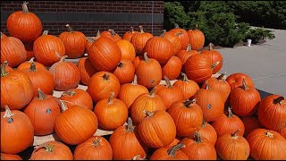 Food Bank & First Pumpkins of Fall in Bath, ME - 9/22/2025
