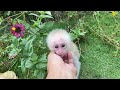 Lily the monkey is free to play as he wishes