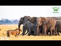AFRICA’S LAST GIANTS | Survival on the Edge of Extinction  | Nature Animal Documentary