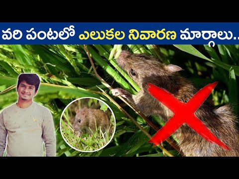 Rat damage control in paddy | వరిలో ఎలుకల నిర్ములన | varilo elukala nirmulana | Shiva Agri Clinic