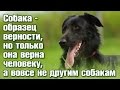 Собаки Образец верности