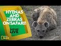 Wildlife Behavior and Characteristics