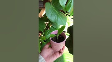 Growing a lemon tree from seed! With updates! #fyp #foryou #howto #garden #lemontree #lemonseed #pla