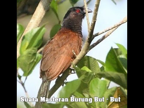 Suara Masteran Burung But But Gacor, Unik Dan Istimewa 