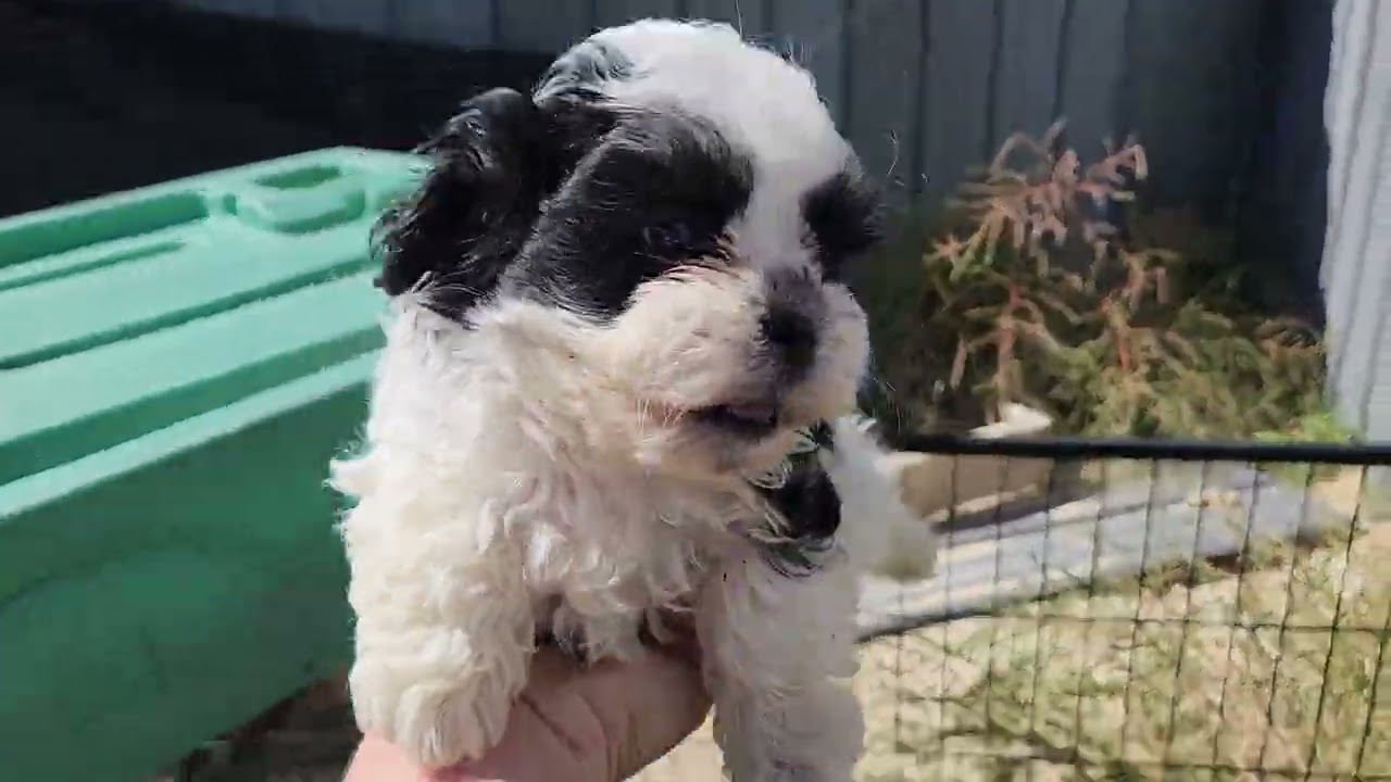 Back to School Teddy Bear litter from Libby and Olaf