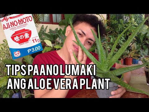 Video: Mga Kundisyon sa Paglago Para sa Aloe - Paano Palaguin ang Mga Halamang Aloe Sa Hardin