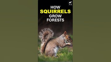 How Squirrels Help Grow Forests! | Wild In A Minute | Squirrel Fact | Nature Helpers | Forest Growth