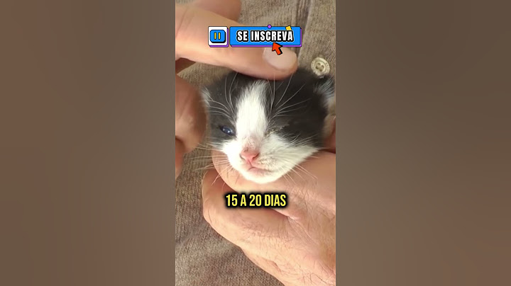 Curiosidades sobre filhotes de gato #shorts