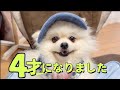  【VLOG】愛犬4歳のお誕生日🎂笑顔いっぱいの一日を過ごしました♡