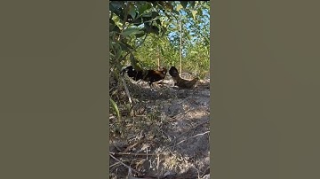 bẫy gà trống rừng bằng gà mái #gàrừng #bẫygàrừng #wildchickentrap