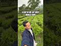 #yt #ytshorts #adayinthelife #pagilaran #kebunteh #kebuntehpagilaran