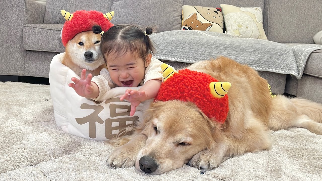 Banbi⭐️ページ ★馬に変身赤柴ちゃん 節分に豆柴とゴールデンレトリバーと1歳児と豆まきをしたらこうなり